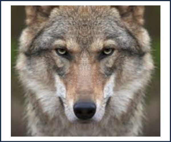 Abriès Ristolas. Diaporama, Les loups et les chiens