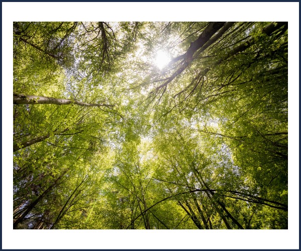 Orcières. Bain de Forêt !