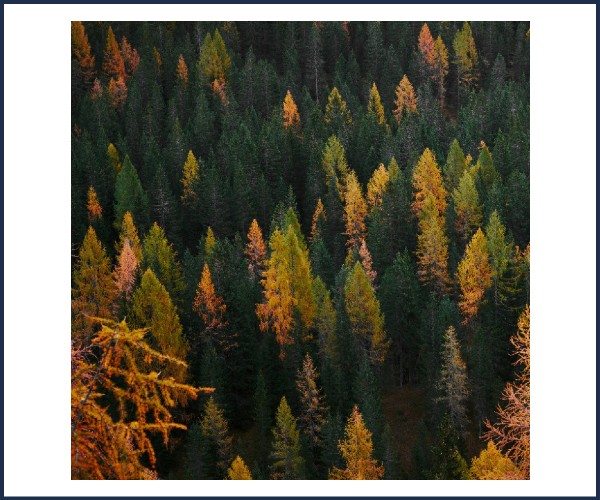 Briançon. Visite en Forêt