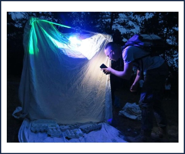 Gap. Chasse aux papillons nocturnes