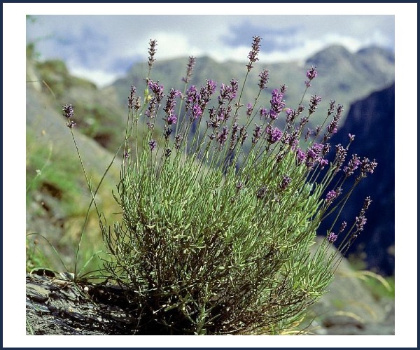 Briançon. Exposition Plantes qui nourrissent, plantes qui guérissent