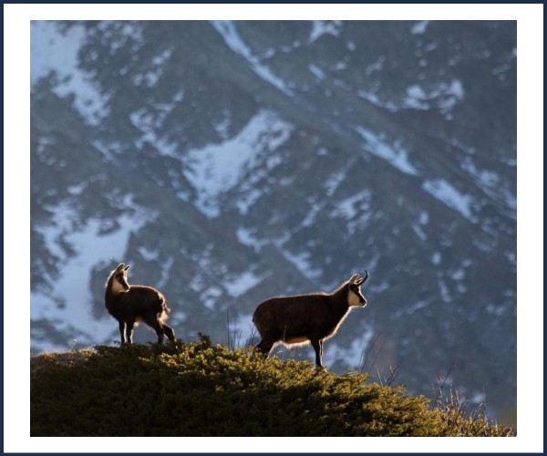 Briançon. Exposition Faune d'Altitude
