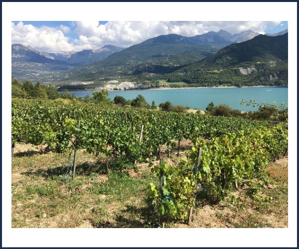 Conférence, La vigne dans les Hautes Alpes XIXe XXIe siècle