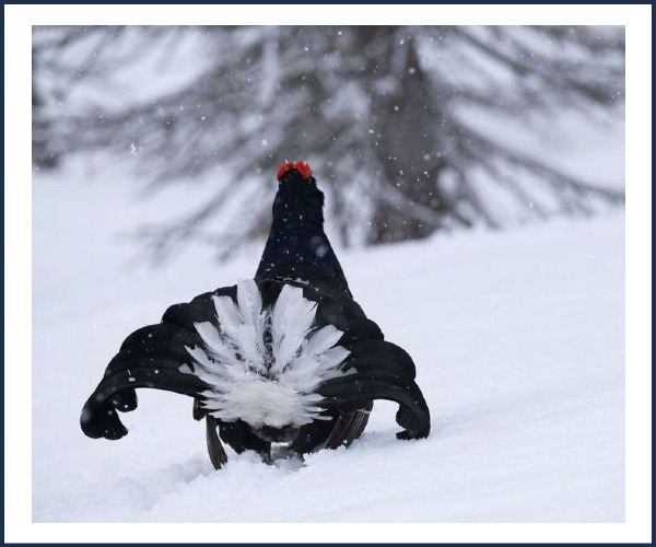 Réallon. Conférence, Adaptation de la faune à l'hiver