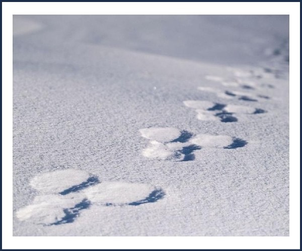 Crots. Découverte traces et indices de la faune