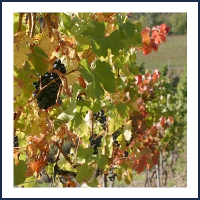 Domaine Saint André