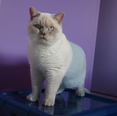 British Shorthair Chatterie