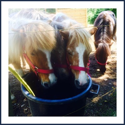 École d'Équitation du Lac