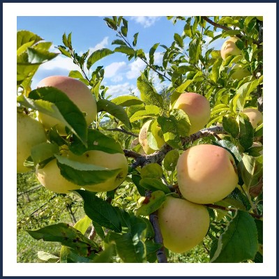 Illy Fruits Maraîcher