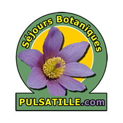 Pulsatille