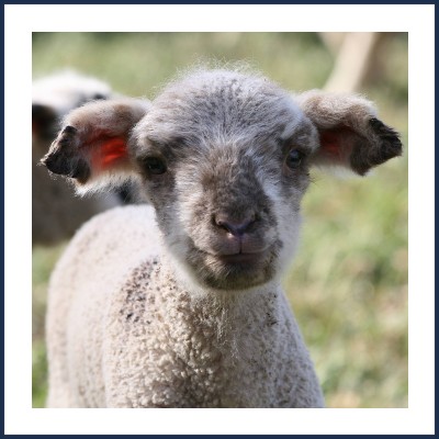 La Ferme des Gentillons