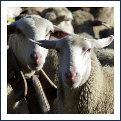 Gaec Élevage Maillet