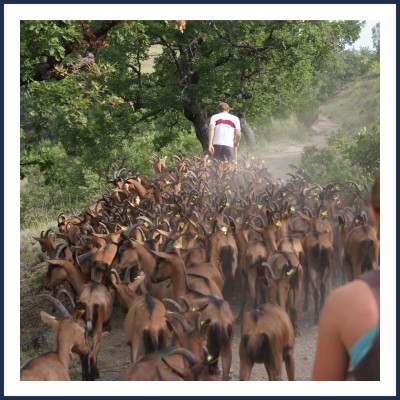 Les Chèvres d'Arzeliers
