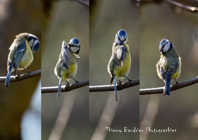 Thierry Baudrier Photographies Embrun