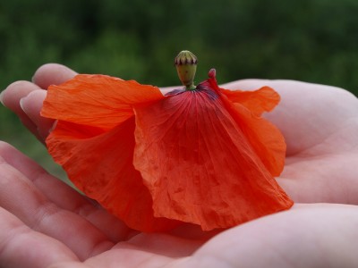 Sophrologie Suzanne Magnan