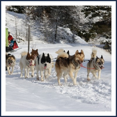 Traîneaux de la Forêt Blanche