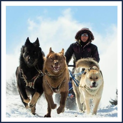 Les Traîneaux du Dévoluy