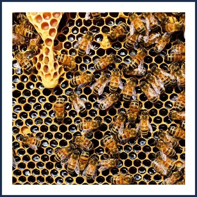 Bruno Grolier Apiculteur