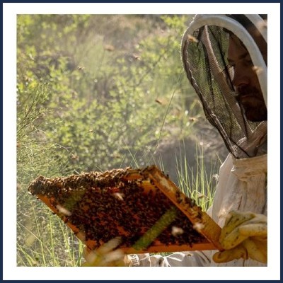 Les Miels de Thibaut