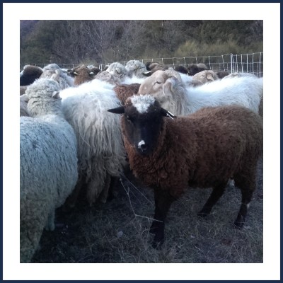 Ferme de la Bouïsse