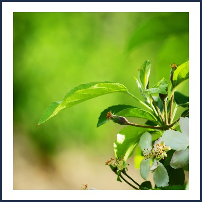 Les Vergers de Mathilde