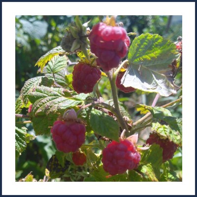 Ferme des Soldanelles