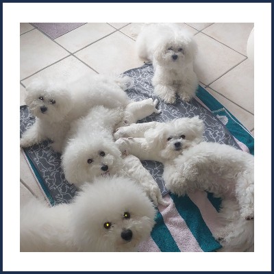 Les Bichons Frisés du royaume de Bagheera