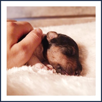 Élevage Félis Harmonie