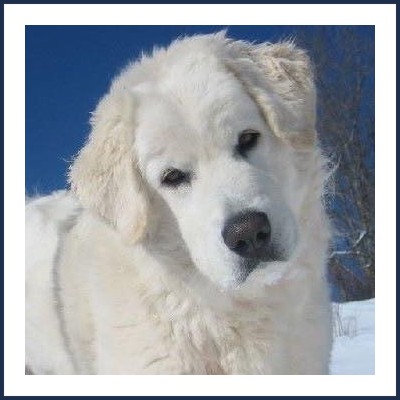 Élevage by Champs’Or