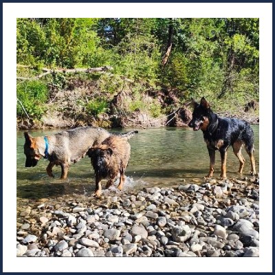 Toutouyoutoo Pension Canine