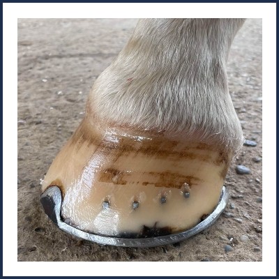 Goze Bac Maréchal Ferrant