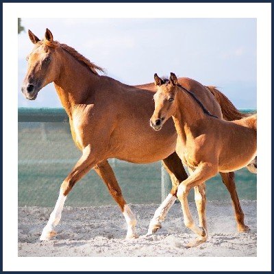 Élevage des Estières