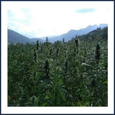 Ferme des Chanvr'Ailes