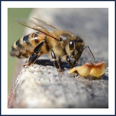 Le Rucher du Rif Bel