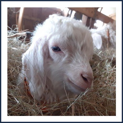 Ferme Alpes Mohair