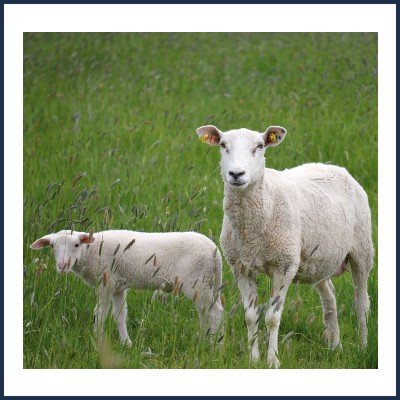 Le Champ des Ollvier