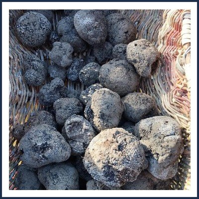 À La Truffe Producteur