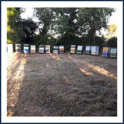  Les Abeilles de Lucie