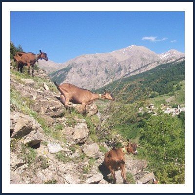 Les Caprines de la Cagnolle