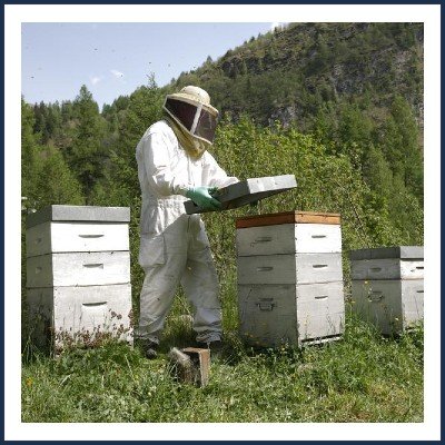 Les Abeilles de Luc